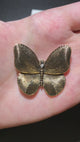 Butterfly Brooch with Etched Swirl Wings & Crystal Center | Gold or Silver Tone